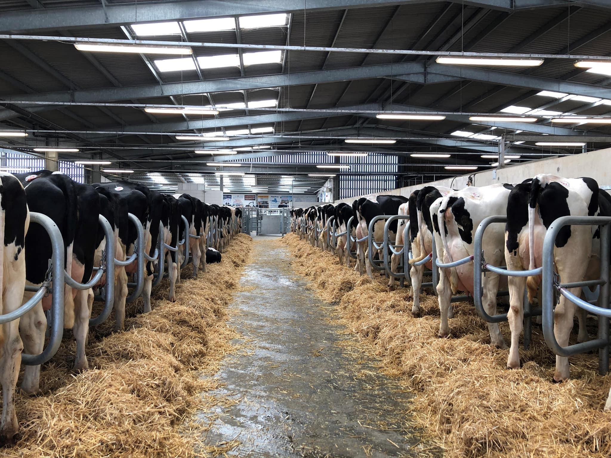 Cow lines at Holsworthy Livestock Market